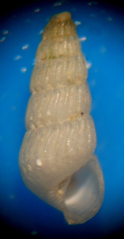 Parthenina indistincta?